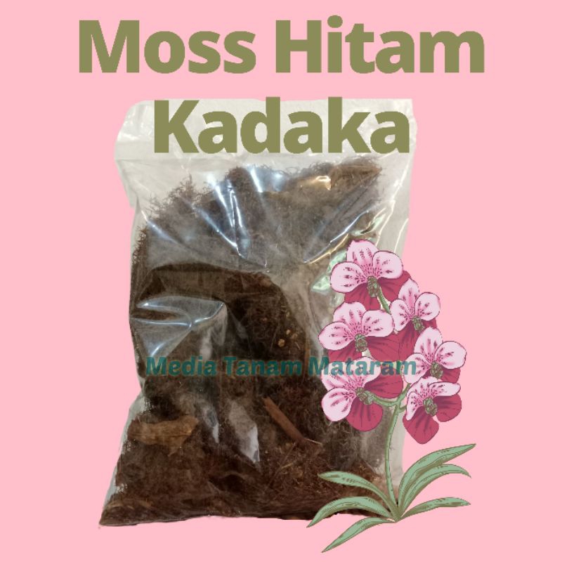 Moss Hitam Kadaka Anggrek | Mos Hitam Media Tanam Anggrek