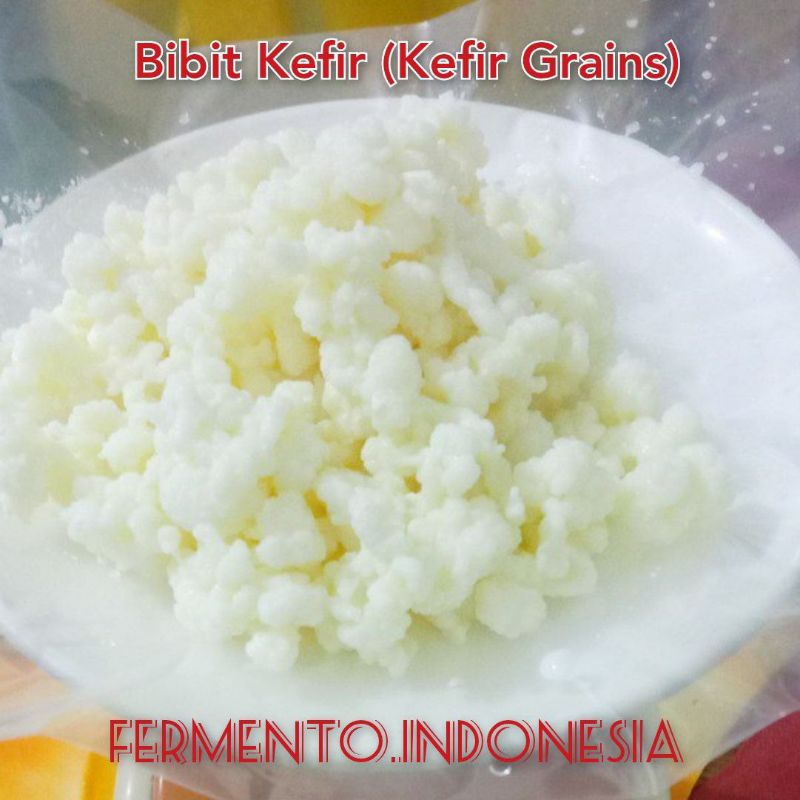 

Bibit Kefir/Kefir Grains Sehat