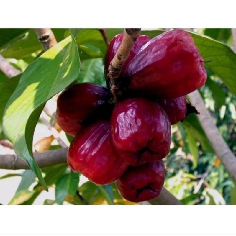 Bibit Jambu air kancing/Jambu air kancing