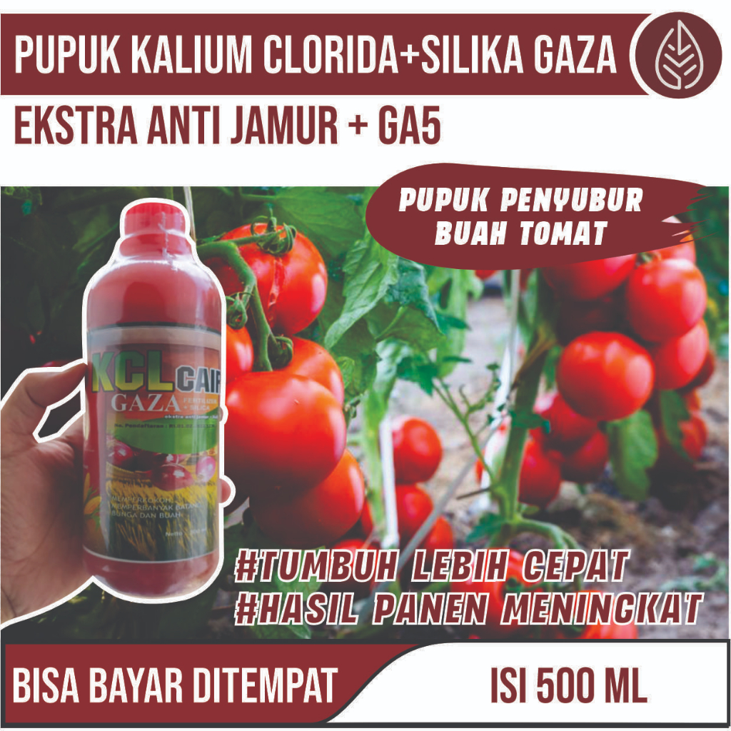 TERLARIS Pupuk KCL Cair Gaza isi 500 ML PUPUK Tomat Terbaik - Obat Pelebat Bibit Buah Tomat Paling A