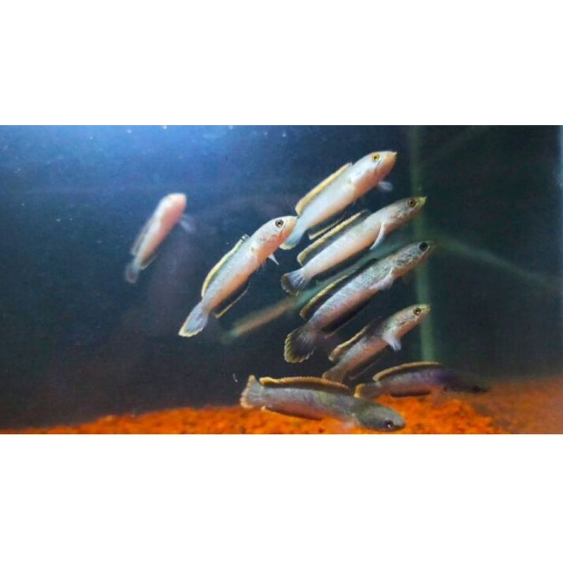 

chana limbata cb, limbata lokal lawu, limbata cb