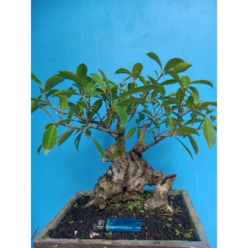 Bonsai Mame Beringin Iprik