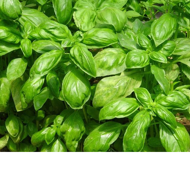 

Daun Basil