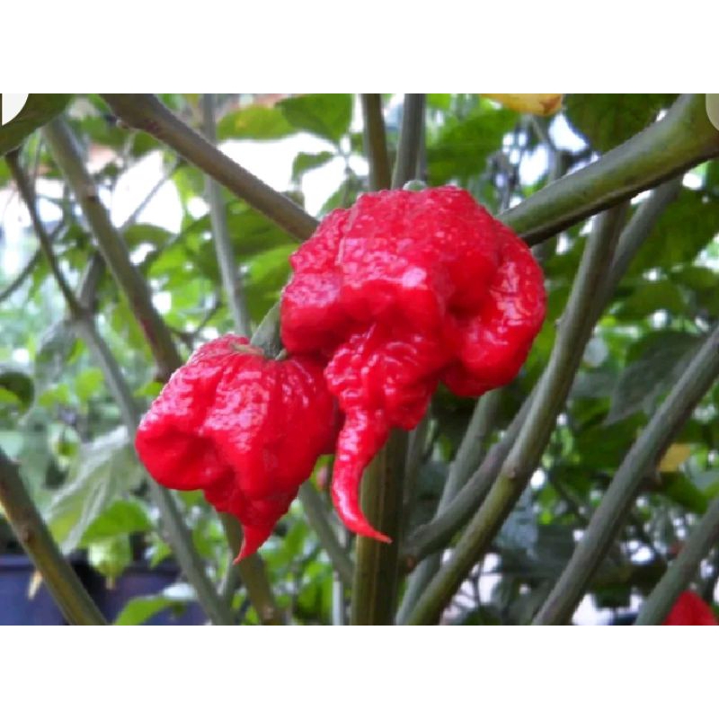 benih bibit cabe CAROLINA REAPER SERIES, cabe import, cabe terpedas
