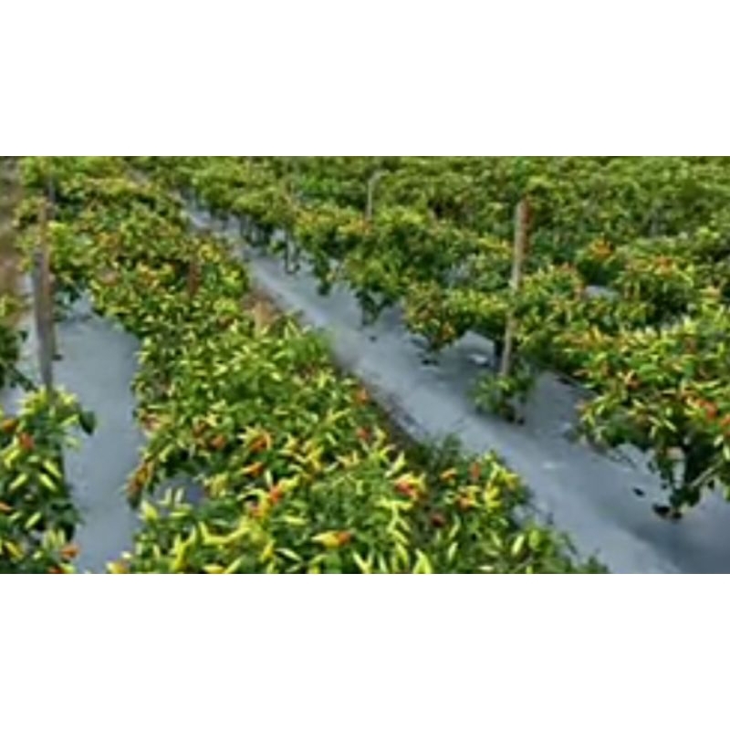 

cabe / cabai rawit merah ORI 250gr