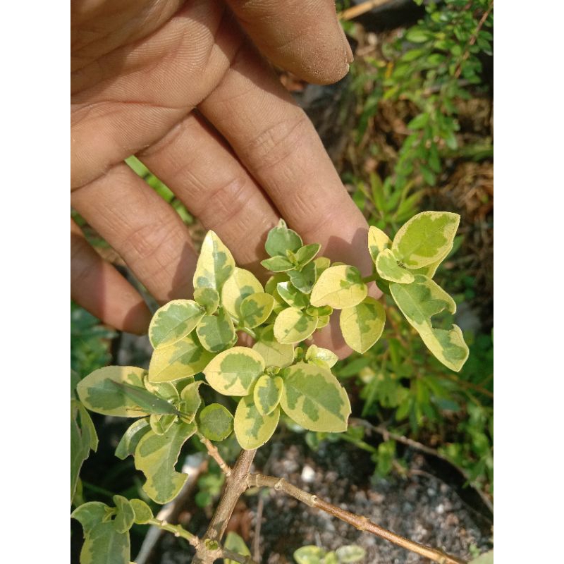 bibit Sancang golden varigata #bahan bonsai sancang