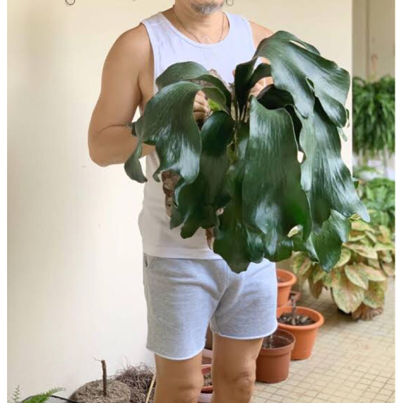 platycerium panama baby