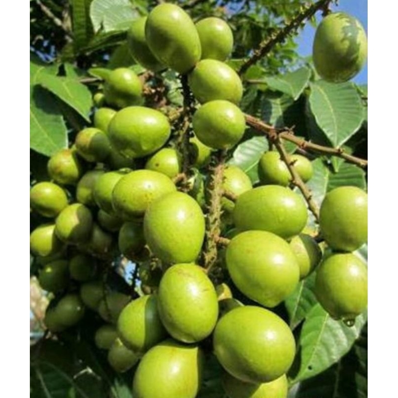 Bibit Tanaman Matoa Hijau