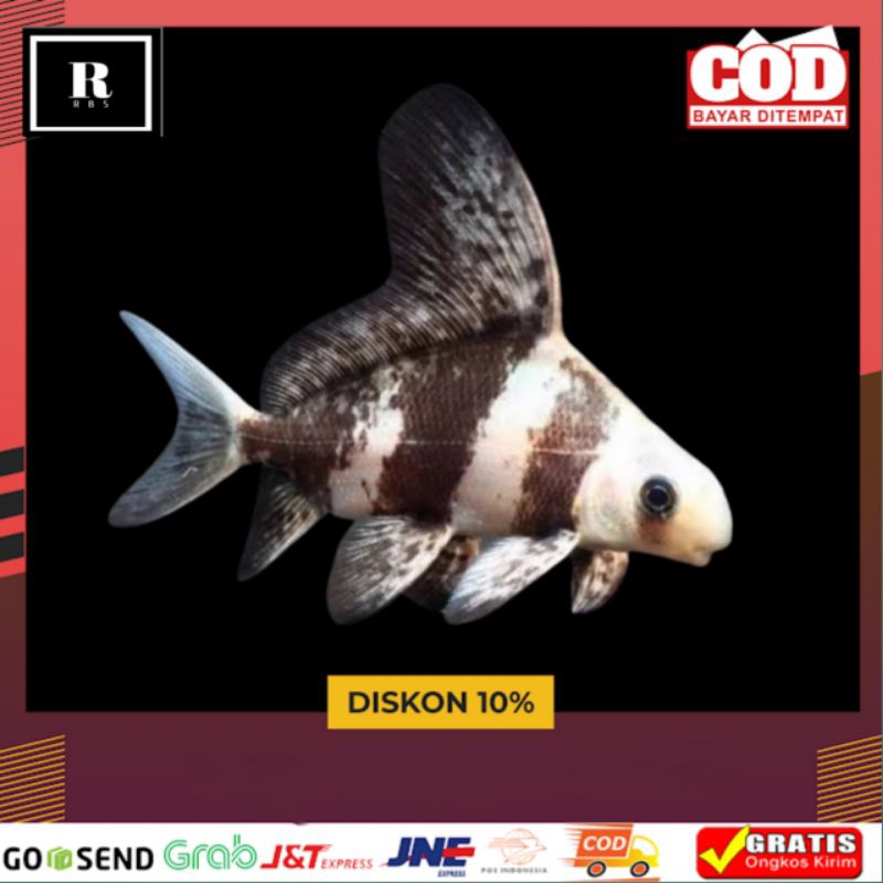IKAN CHF CHINESE HIGH FINE TAMBAHAN HIASAN AKUARIUM