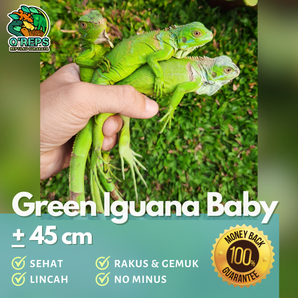 Replika patung iguana green 45 cm rakus lincah kuat no minus