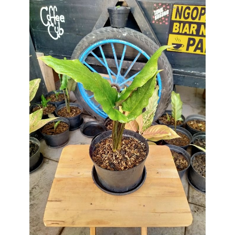KERIS PAPUA / ALOCASIA LAUTERBACHIANA