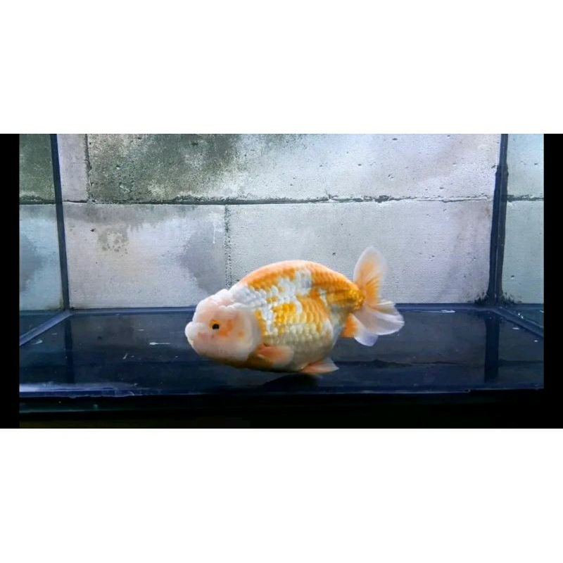 Ranchu Buffalo RW