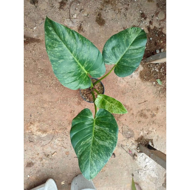 Philodendron giganteum marbel