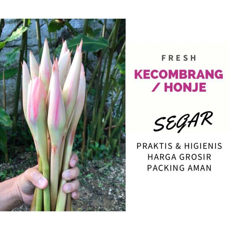 

Larissss Kecombrang, Bunga Honje / Kincung Segar 1Kg