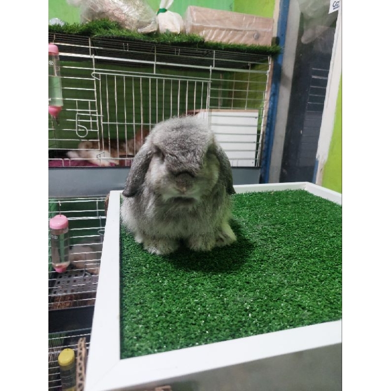 HollandLop