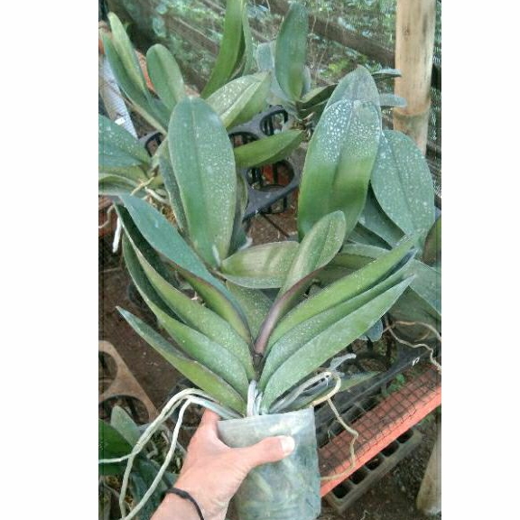 anggrek bulan dewasa jumbo