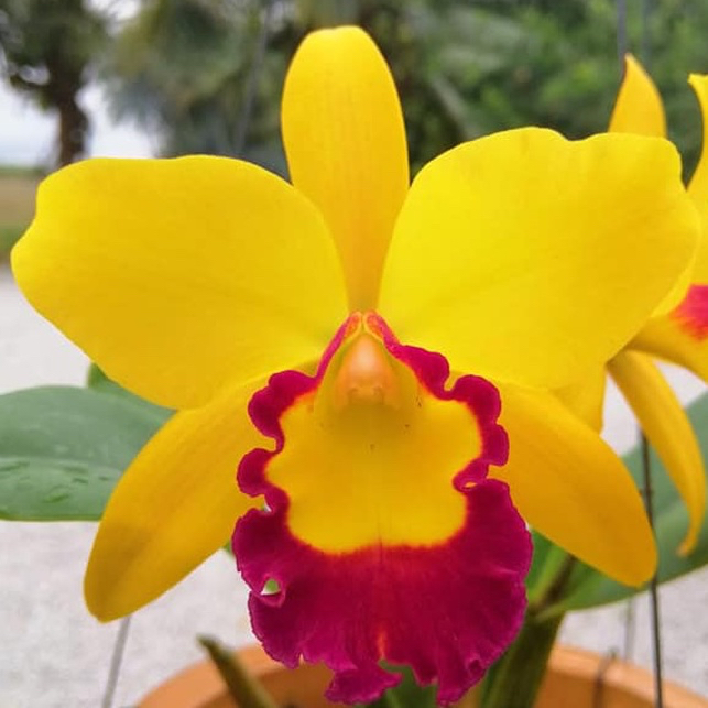Anggrek Thi Ti Rhyncattleanthe dewasa (sudah berbunga berkali-kali) - BUMI ORCHIDS | tanaman bibir h