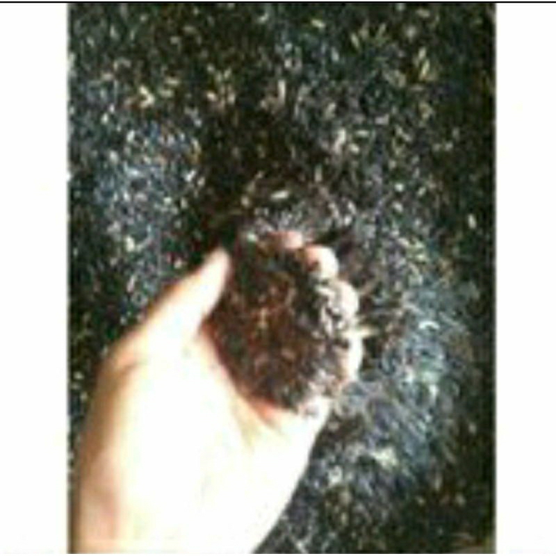 

Bubuk/tepung beras ketan hitam murni superfood 1kg