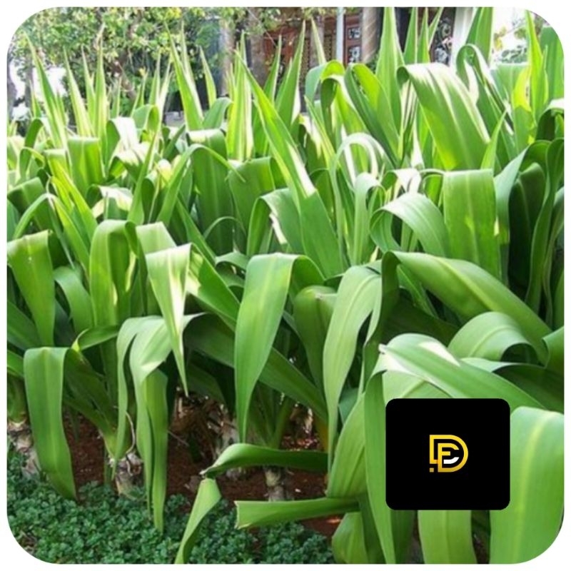 

Daun bakung segar segar 500 gram-az