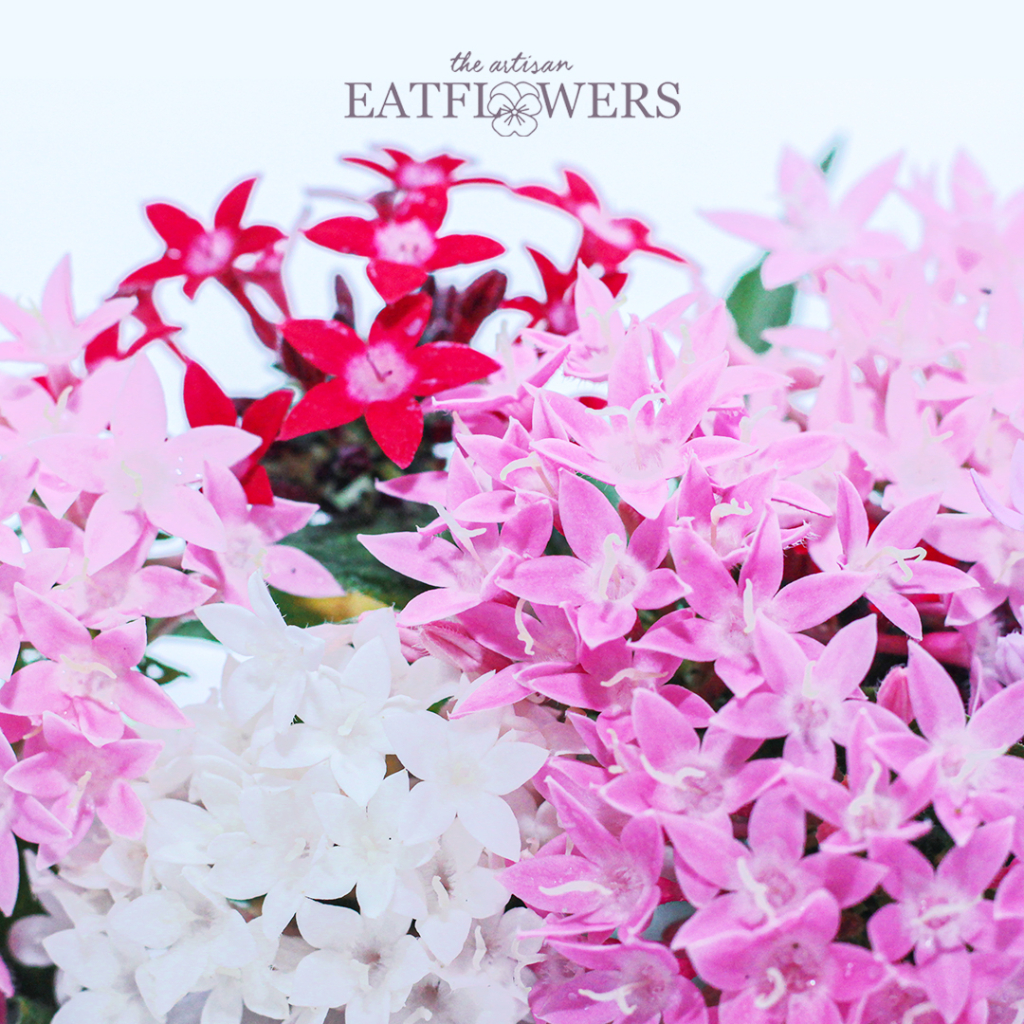 

Starflowers edible flowers - The Artisan Eatflowers EF05