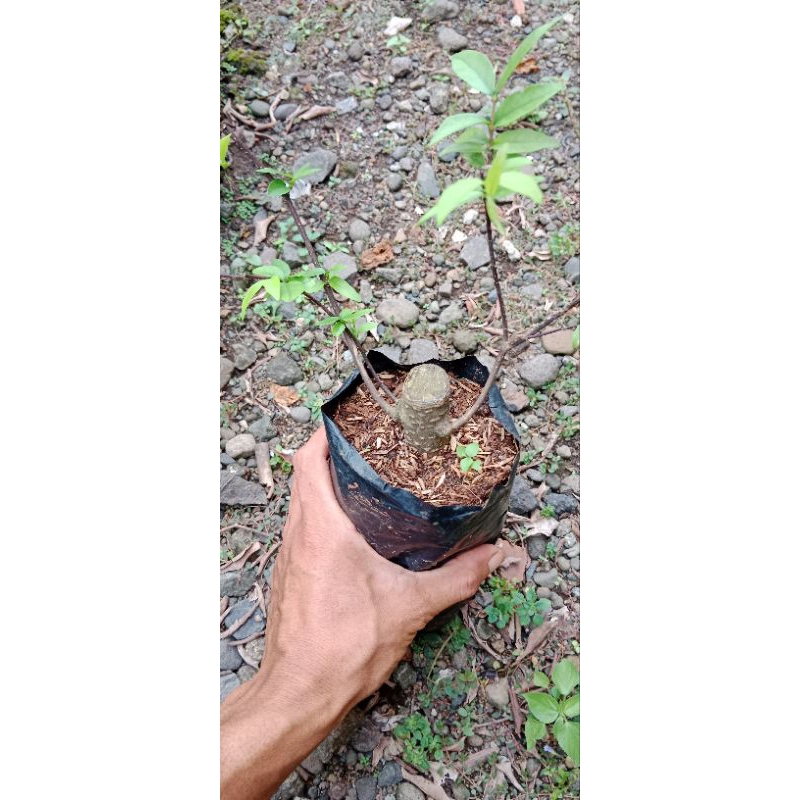 cangkokan anting putri