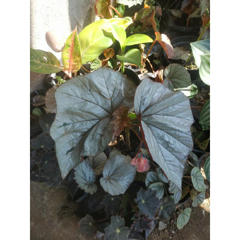 begonia rex silver