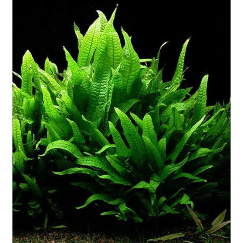 tanaman kadaka java fern aquascape