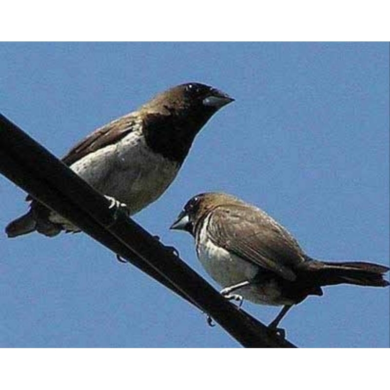 BURUNG BINGLIS JAWA FINCH  SEPASANG