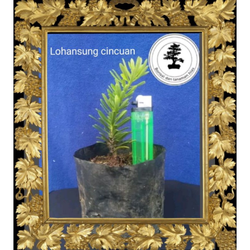 Bibit Bonsai Lohansung Cincuan | Tanaman Lohansung Cincuan |  Bahan Bonsai Lohansung Taiwan