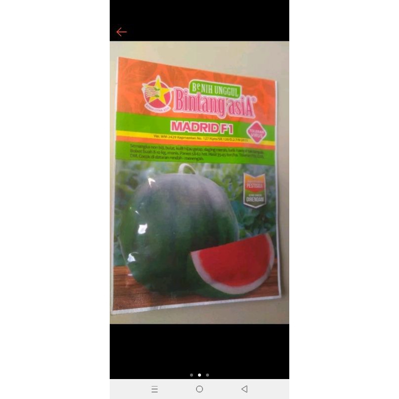 benih semangka MADRID