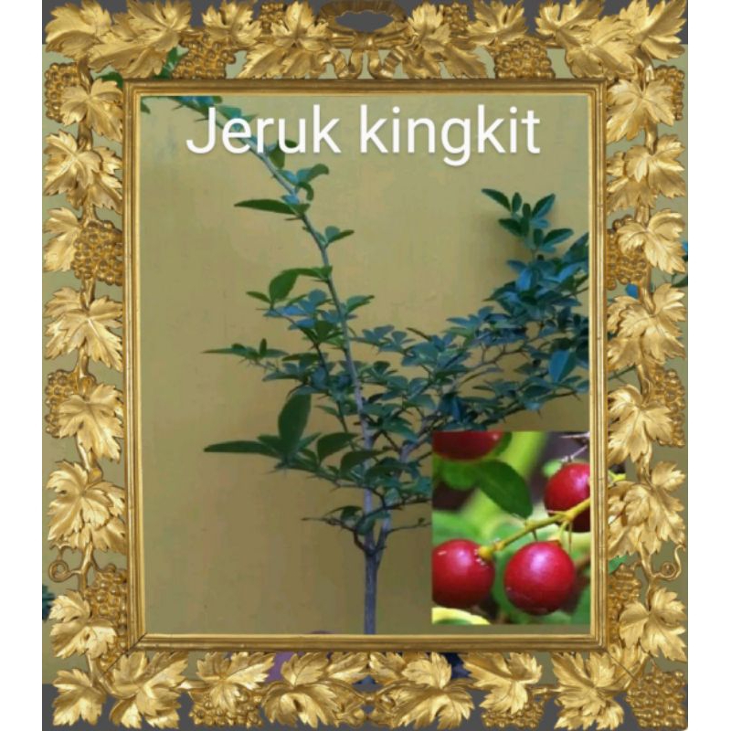 Bibit Bonsai Jeruk Kingkit