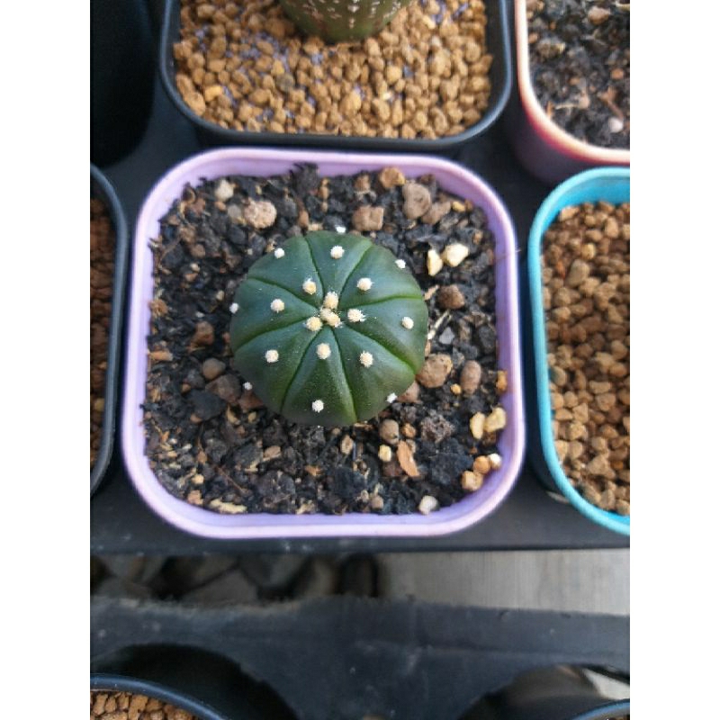 kaktus astrophytum asterias