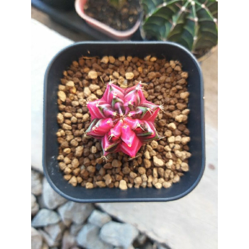 Kaktus Gymnocalycium miha Hybrid varigata
