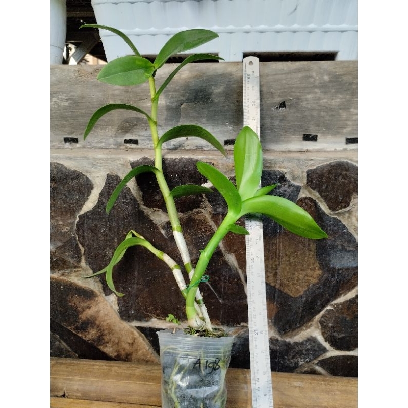 CO Dendrobium Dewasa Jumbo