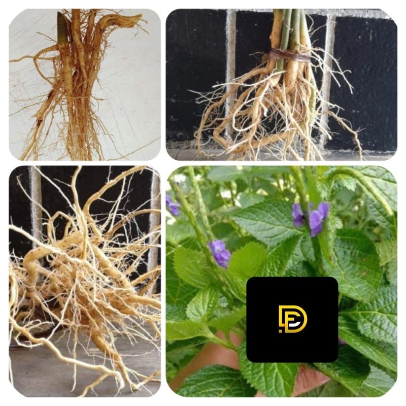 

Akar pecut kuda segar akar jarong segar-az