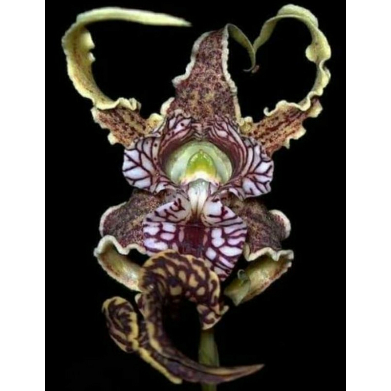 anggrek remaja dendrobium spectabile