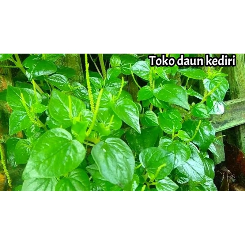 Daun sirih cina 1kg segar pilihan