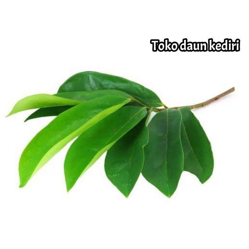 

Daun sirsak daun herbal pilihan 1 lembar segar