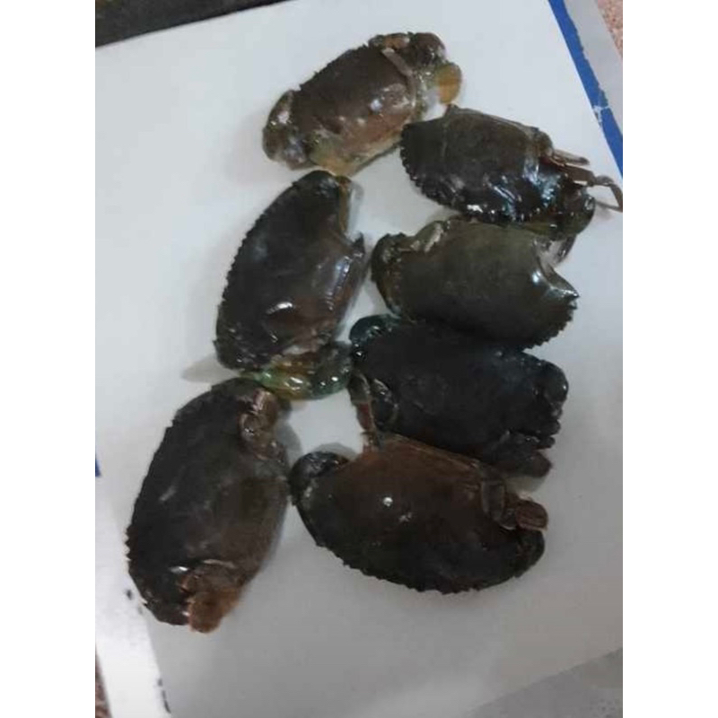 

Kepiting soka ( cangkang lunak) 1 kg