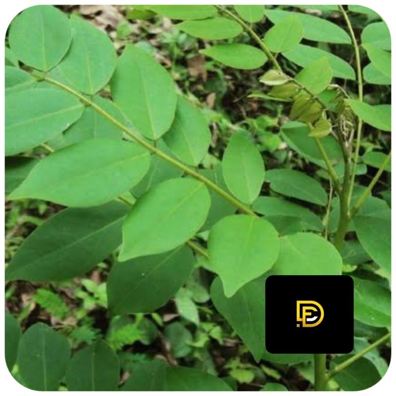 

Daun gamal segar 500 gram petik langsung-az