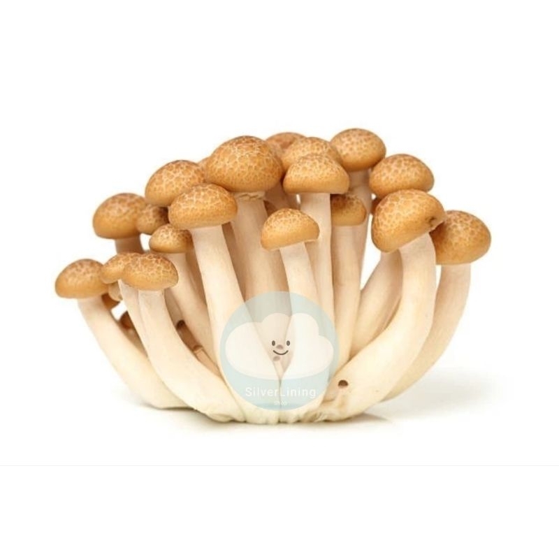 

BROWN SHIMEJI MUSHROOM / JAMUR SHIMEJI COKELAT 150 GRAM