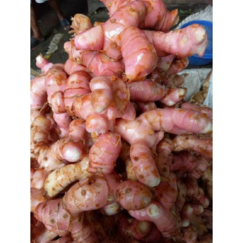

Lengkuas 1KG / Laos 1KG /Bumbu / Rempah /Jamu/ Kualitas Super