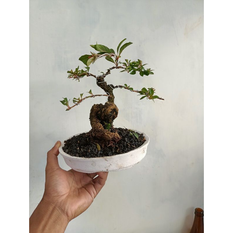 bonsai pusaka