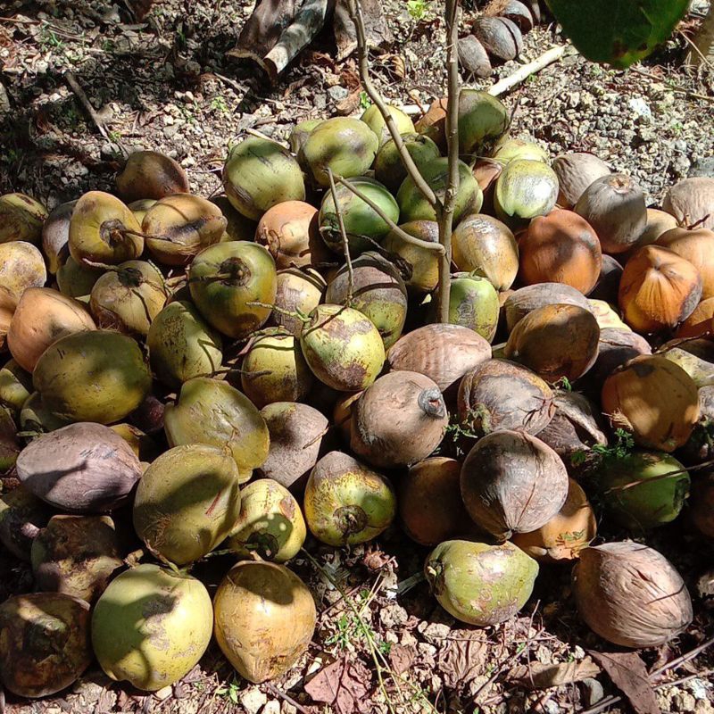 

kelapa utuh kering per 1 buah