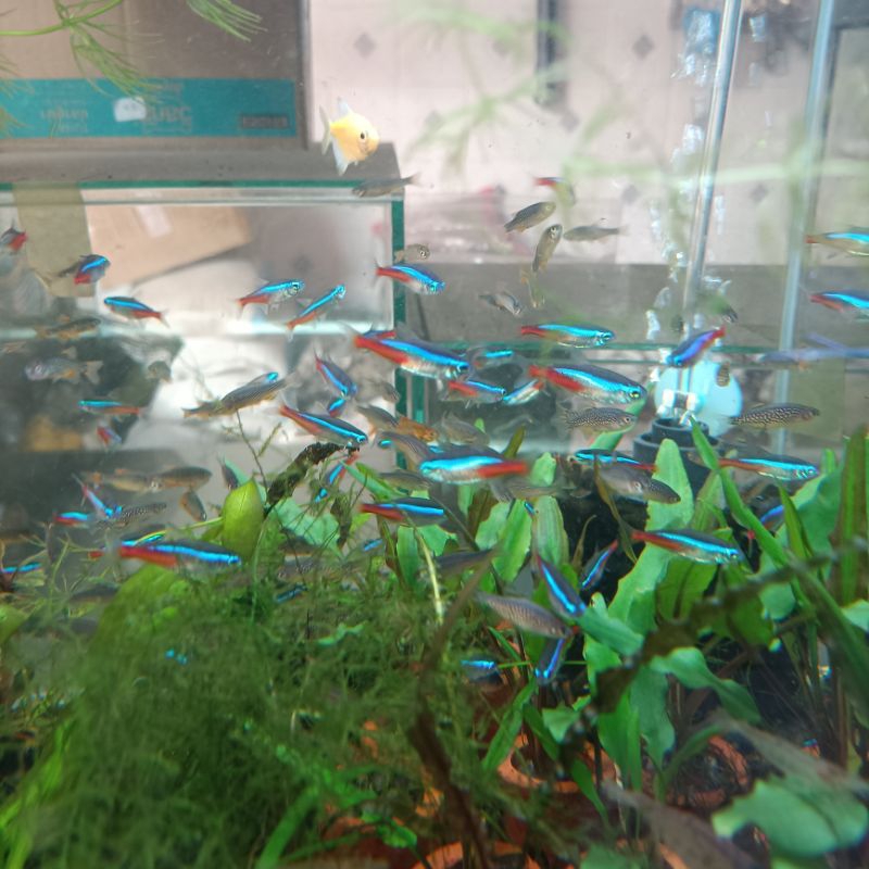 Hiasan Aquarium Ikan Neon Ikan Hias