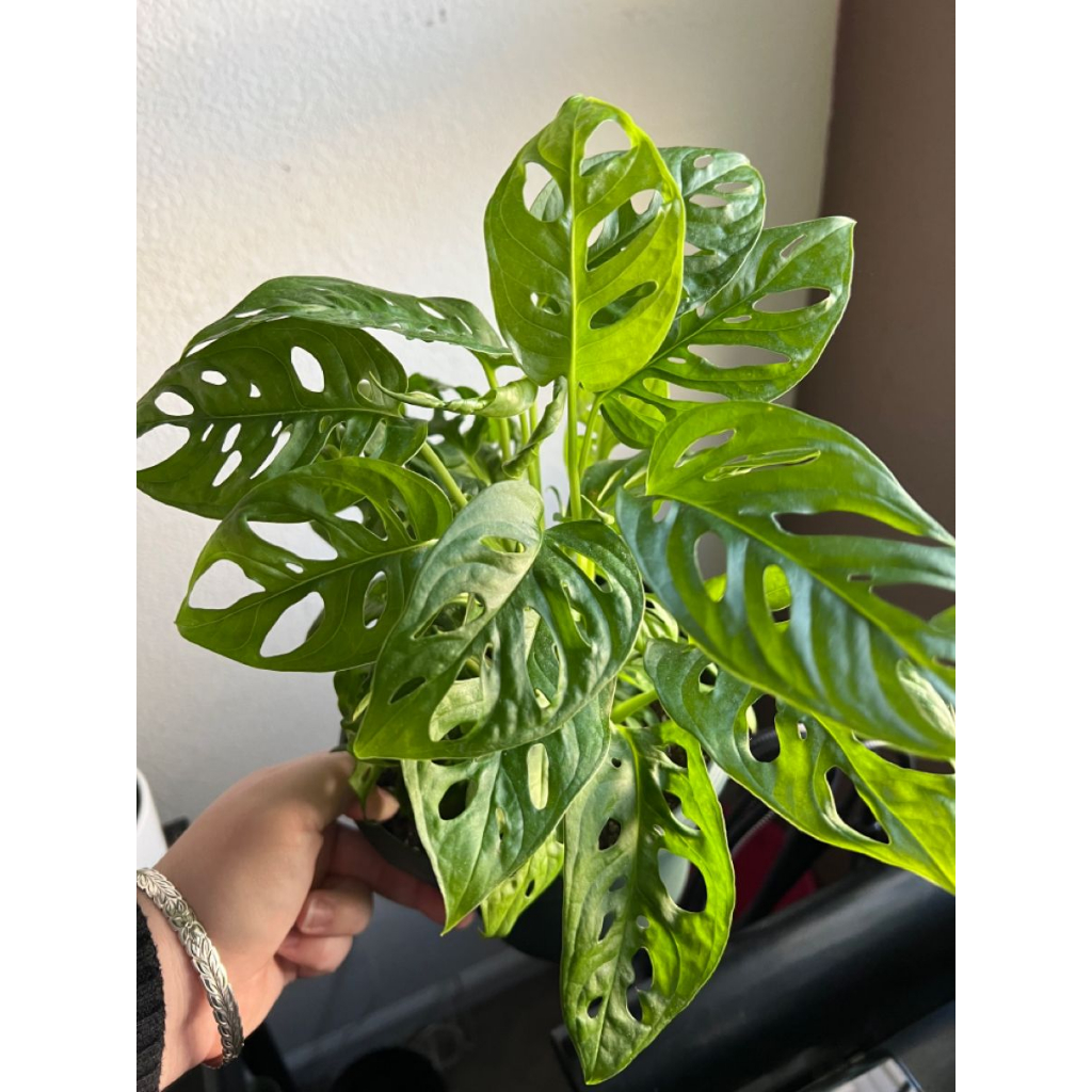 MONSTERA ADANSONII JUMBO - TANAMAN JANDA BOLONG BISA HIDUP DI AIR / BUNGA HIAS JANDA BOLONG - JANBOL