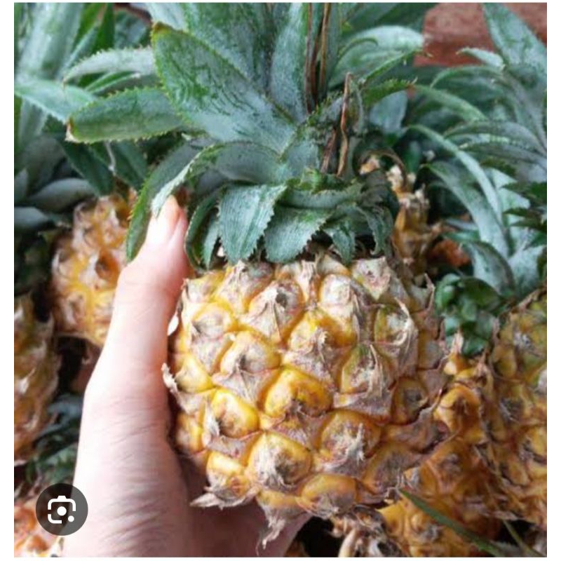 

nanas madu pemalang