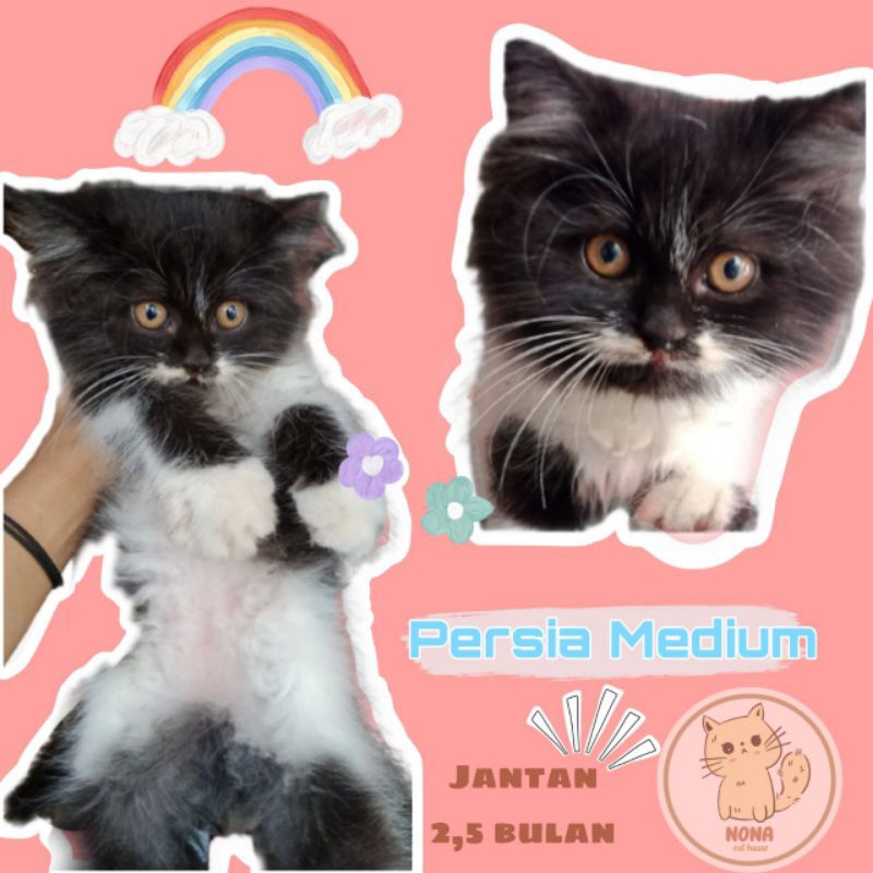 kucing Persia_Himalaya_bulu kapas