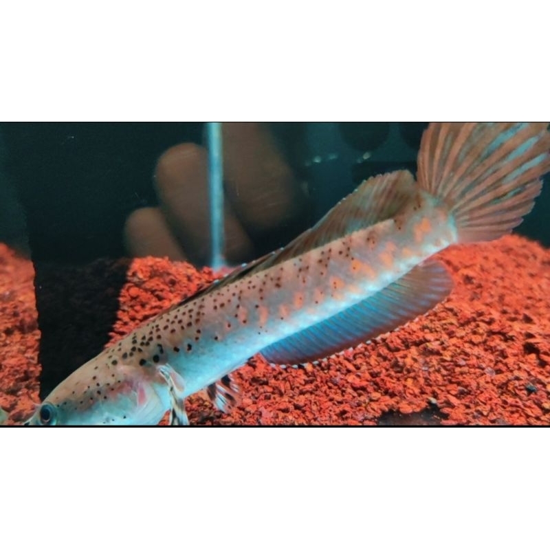 Chana pulcra size 10-12cm sortiran berkualitas