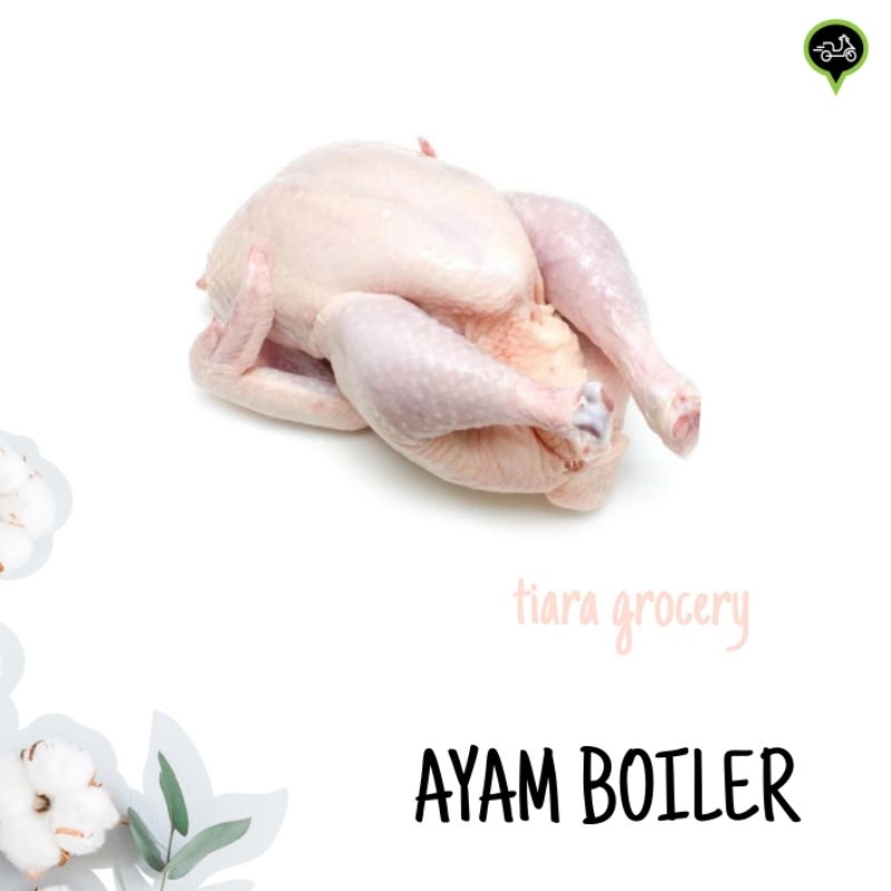 

Ayam boiler